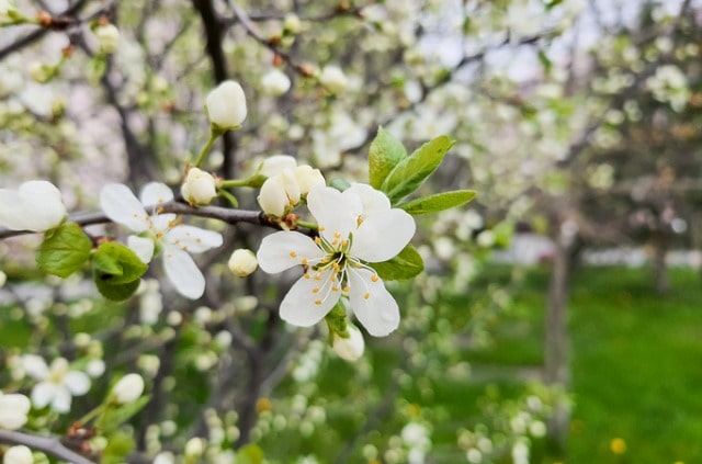 Den Apfelbaum selbst künstlich bestäuben