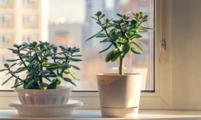 Den Geldbaum richtig düngen - so klappt es