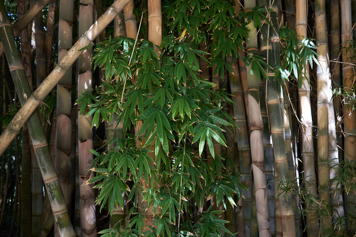Den Riesenbambus im Garten pflanzen