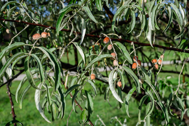 Der Auslichtungsschnitt