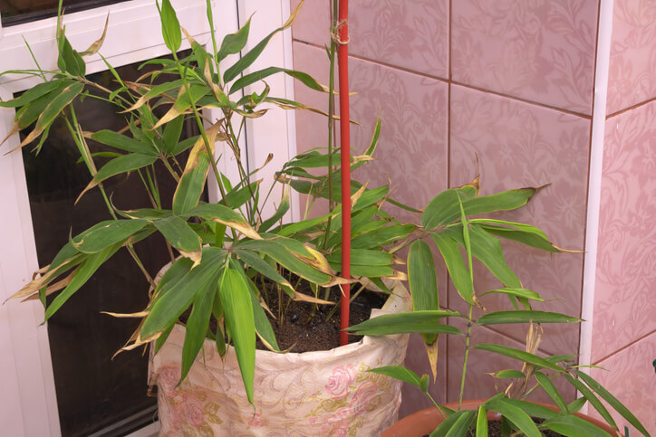 Der Bambus im Pflanzkübel