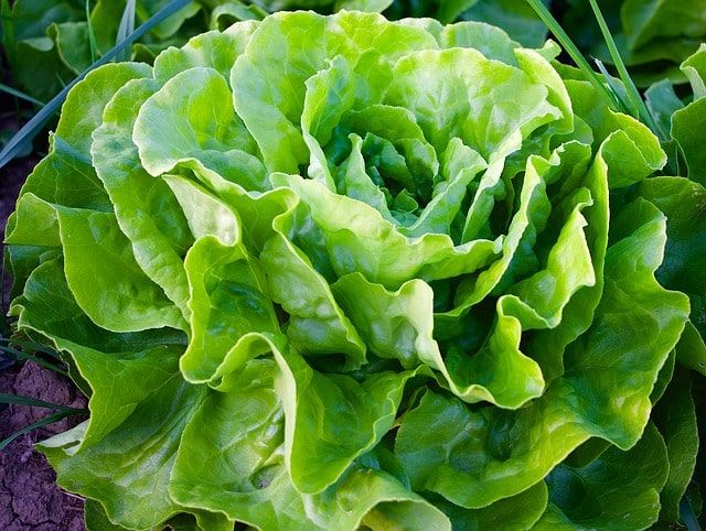 Der Kopfsalat, von der Aussaat bis zur Ernte