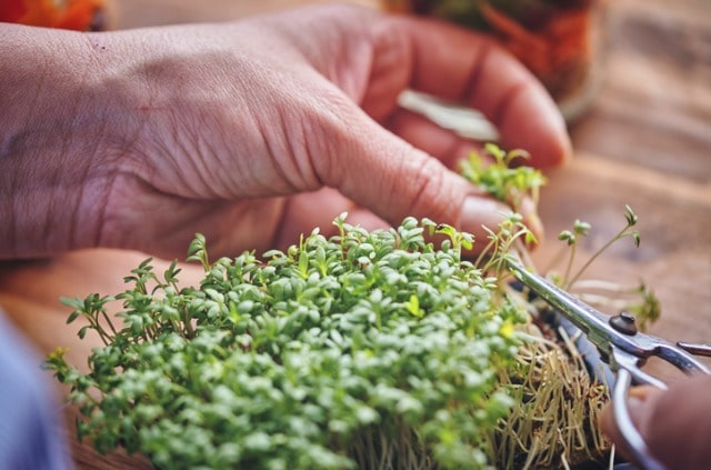 Der Kresse Erntezeitpunkt