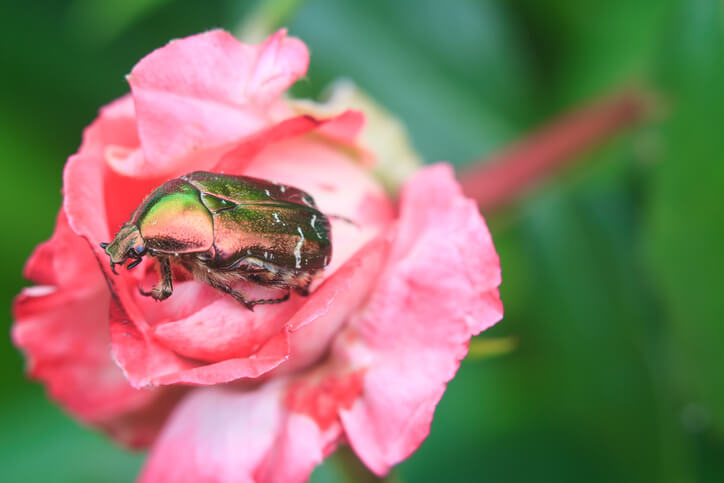 Der Rosenkäfer - ein kleiner Steckbrief