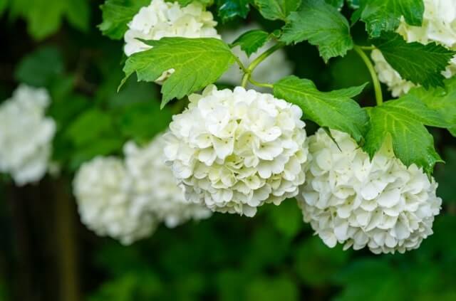 Der Schneeball mit seinen Krankheiten und Schädlingen