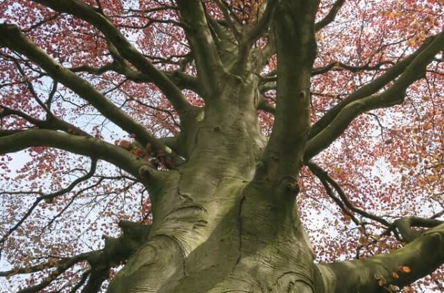 Der Stamm der Buche - alles Wissenswerte