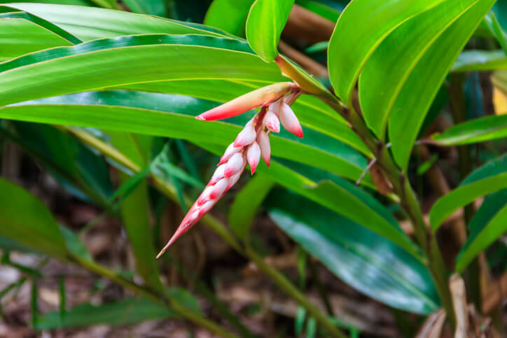 Der Standort des Kardamom