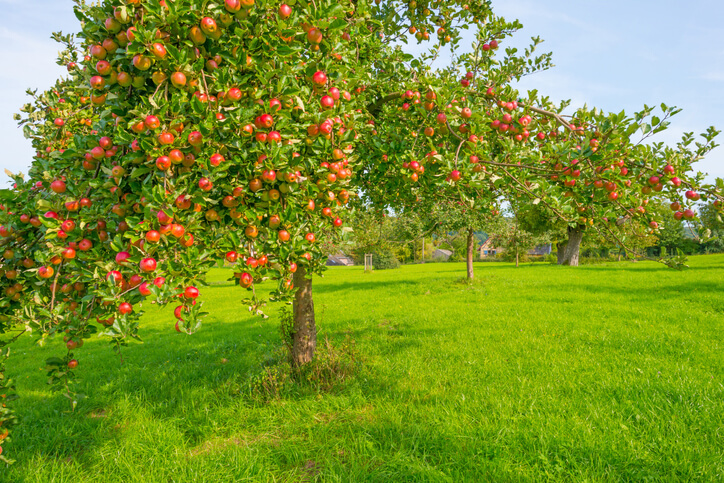 Der Standort für den Apfelbaum