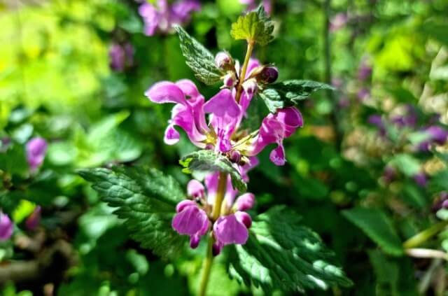 Der Steckbrief für Taubnessel
