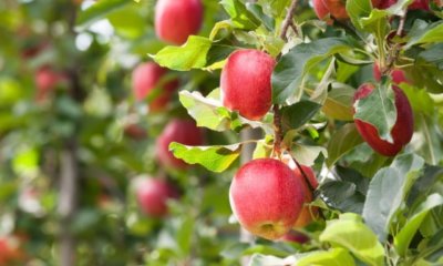 Der beste Apfelbaumstandort im Garten
