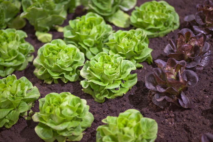 Der beste Standort für Kopfsalat