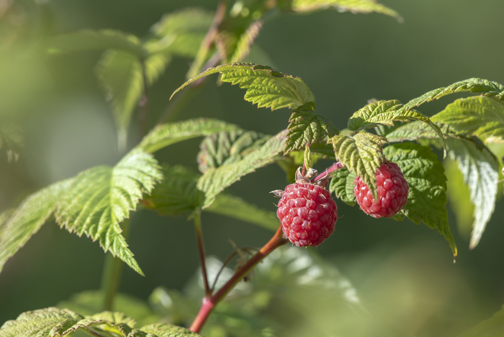 Der geeignete Standort für Himbeeren