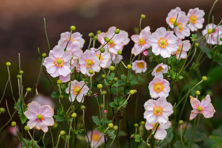 Der richtige Standort für die Anemone