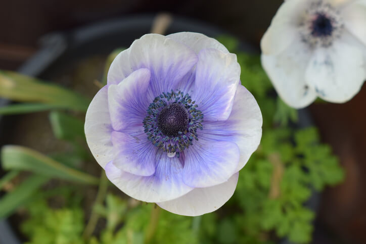 Deshalb ist etwas umständlich, Anemonen zu vermehren