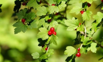 Die Alpen-Johannisbeere als Hecke ziehen