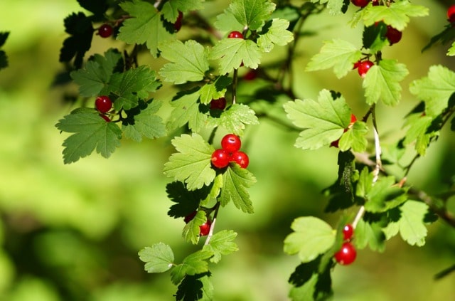Die Alpen-Johannisbeere als Hecke ziehen