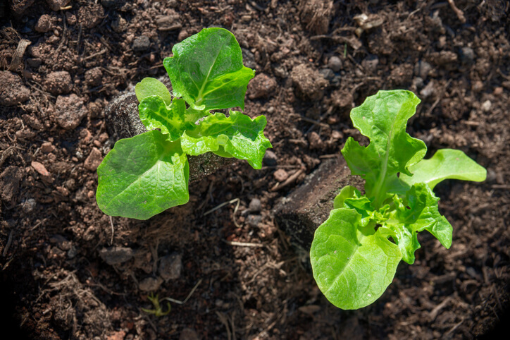 Die Aussaat im Topf ist ebenfalls sehr einfach