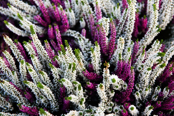 ᐅ Wie winterhart ist Besenheide? Wichtige Hinweise