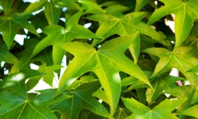 Die Blätter des Amberbaums - alles Wissenswerte