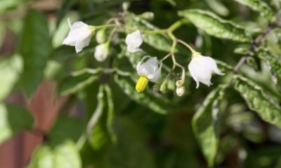 Die Blüte der Melonenbirne