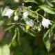 Die Blüte der Melonenbirne