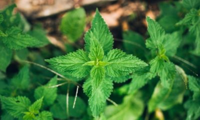 Die Brennnessel im kurzen Steckbrief