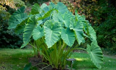 Die Elefantenohr Blume