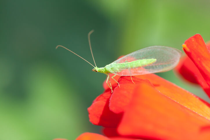 Die Florfliege
