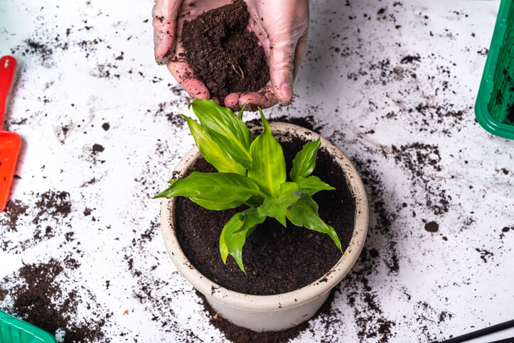 Die Funkie einpflanzen