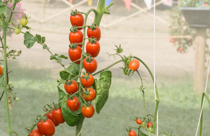 Die Gartenschnur ist doch die bessere Lösung