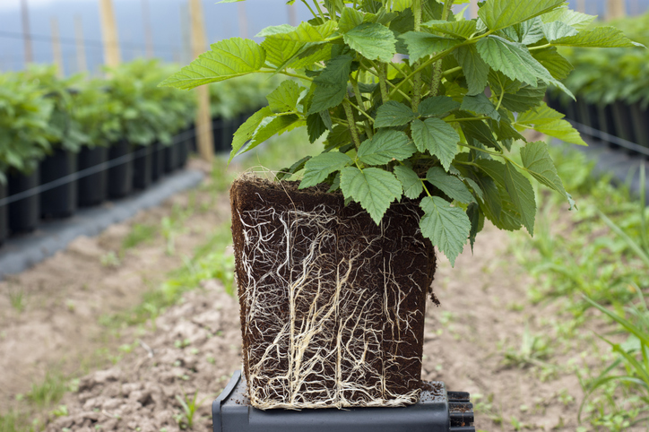 Die Himbeere richtig einpflanzen
