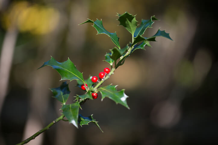 Die Ilex im Freiland