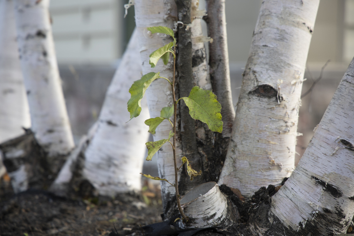Die Jungpflanzen zum Einpflanzen