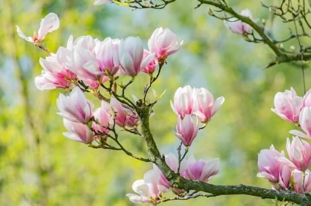 Die Magnolie blüht nicht -was hilft