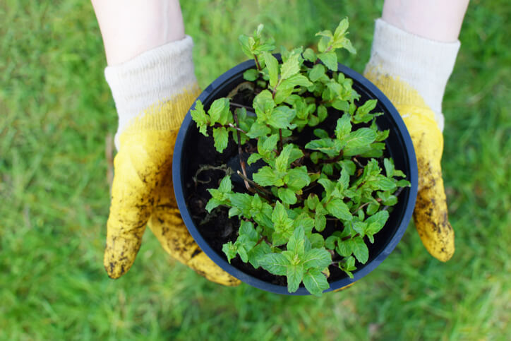 Die Minze einpflanzen