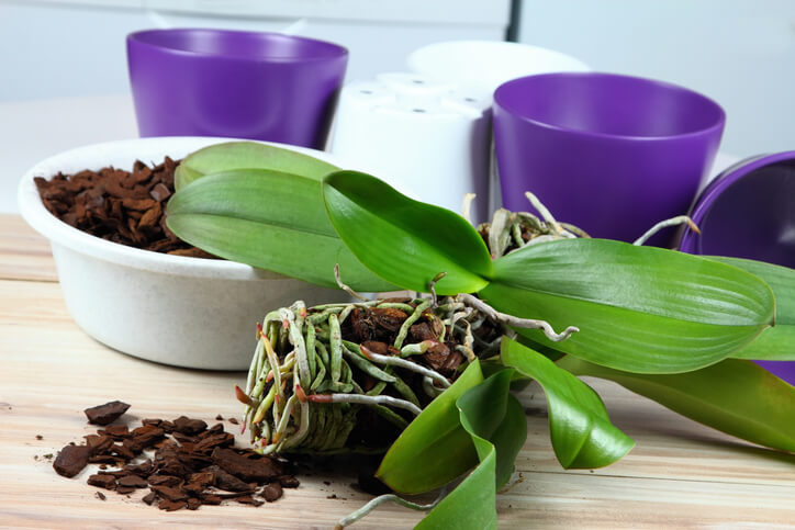 Die Orchidee austopfen