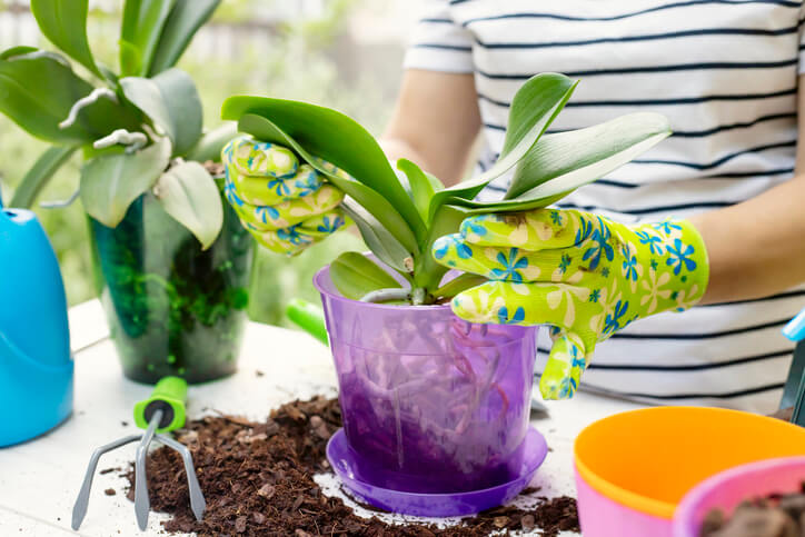 Die Orchidee in den neuen Topf eintopfen