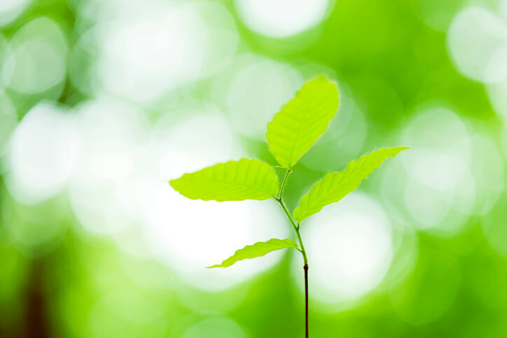 Die Pflege der Buchensamen Aussaa