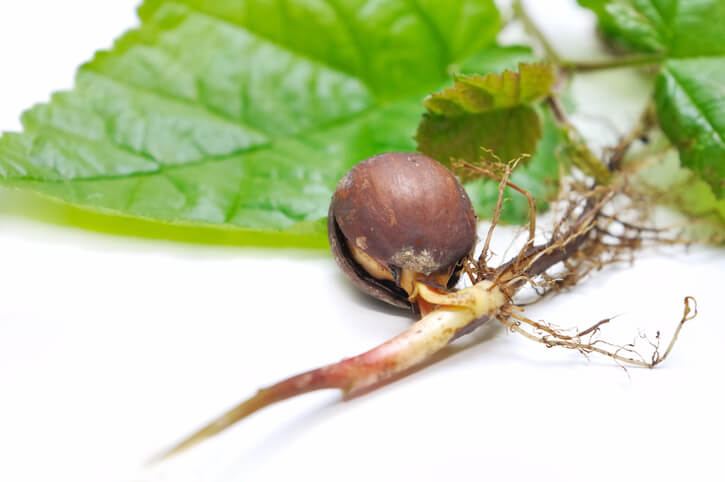 Die Vermehrung durch Samen