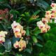 Die Wechselwirkung von Moos und Orchideen