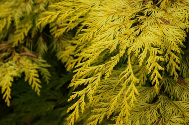 Die Wurzeln der Zypresse