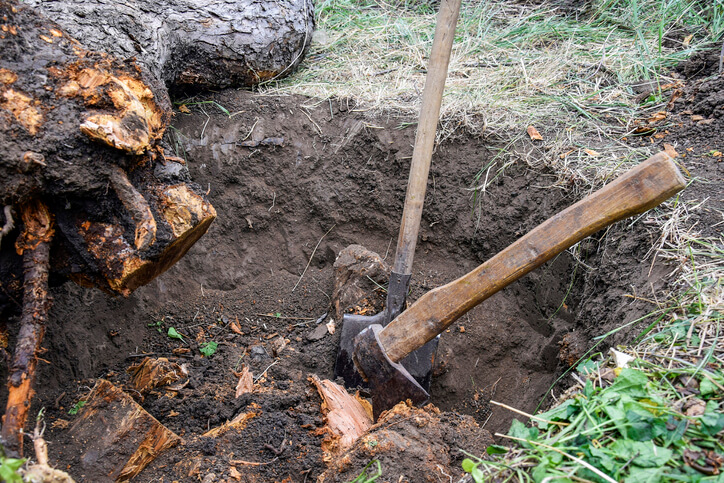 Die Wurzeln des Apfelbaumes entfernen