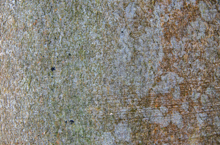 Die besondere Rinde des Buchenstamms