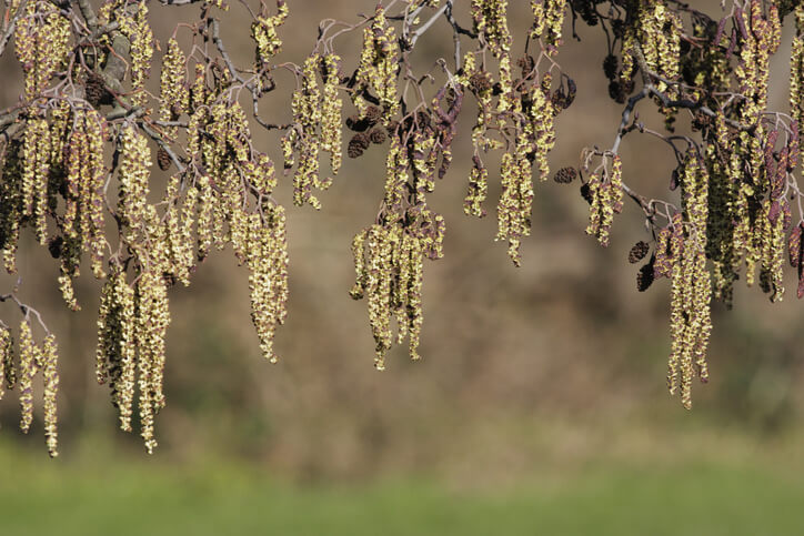 Die einmaligen Früchte der Erle