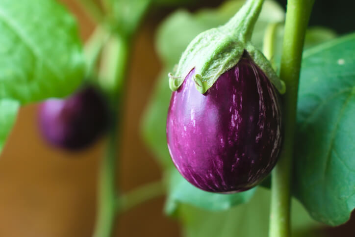 Die ertragreiche Miniaubergine