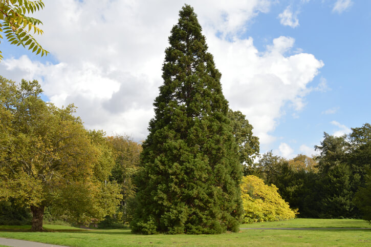 Die optimale Umgebung für den Mammutbaum