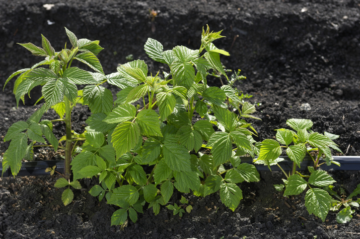Die richtige Erde für die Himbeere