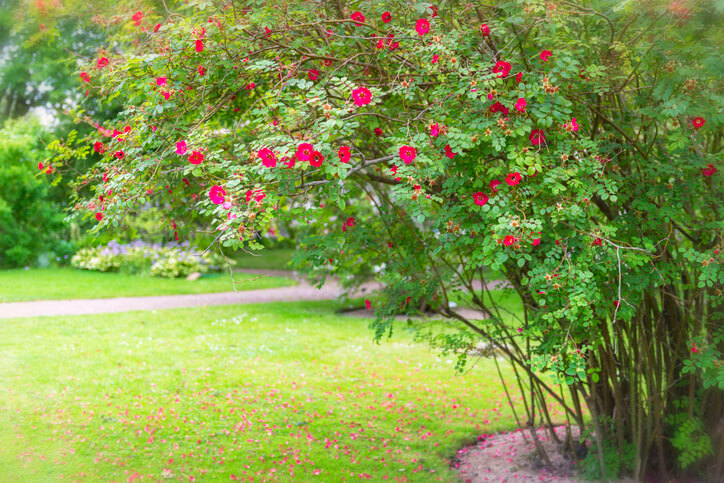 Die richtige Hagebuttensorte wählen