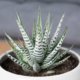 Die richtige Pflege der Haworthia