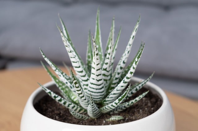 Die richtige Pflege der Haworthia